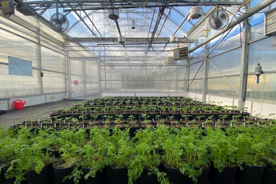 The greenhouse at Collège Boréal's Sudbury campus.