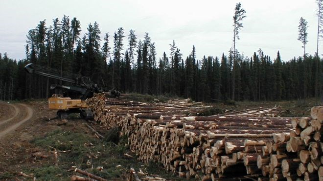 log_harvest_cropped