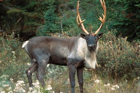 The woodland caribou