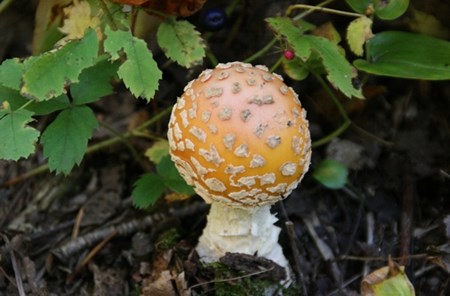Fungi