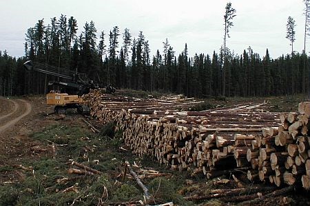 logging