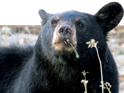 Black_bear_Cropped