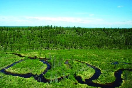 Muskeg1