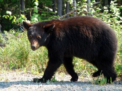 black_bear_cropped