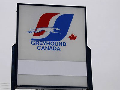 Greyhound_Cropped
