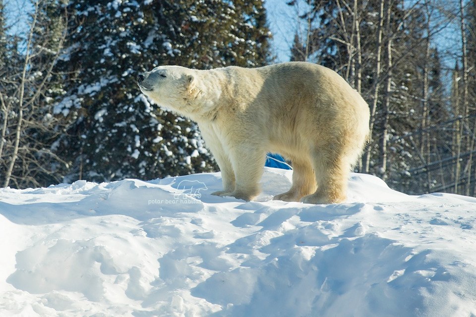 cochrane_polar_bear