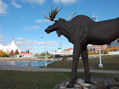 Moose_Cropped