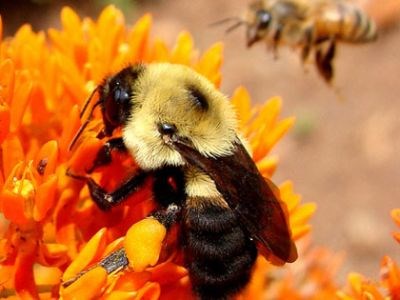 pollinator_project