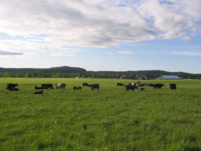 Algoma Beef Corp. is helping meet a growing demand for Northern Ontario-grown beef, through its Penokean Hills Farms brand. But meeting strict legislative regulations for abattoir operation remains a challenge for many farmers. (Supplied photo)