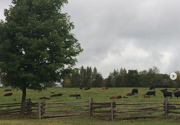 Formed in 2005, Penokean Hills Farms is an Algoma-based beef cattle co-op producing high-quality meat, which is gaining in popularity in high-end Toronto restaurants and butcher shops. (Supplied photo)