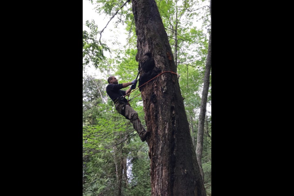 Cody McElrea, who incorporated TruNorth Chaga in 2017, harvests and processes wild-growing chaga mushrooms from birch trees in Algoma. His range of products is sold to health-food enthusiasts across North America. (Supplied photo)