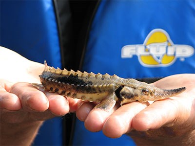 Young-sturgeon_Cropped