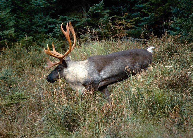 Woodland caribou