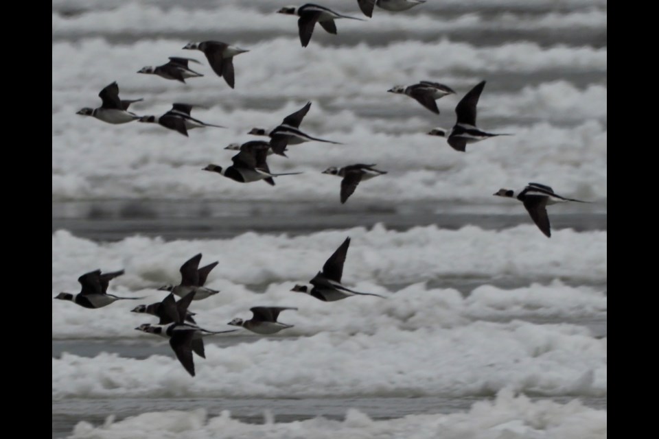 Birds over the ice of the Niagara River in February 2023.        