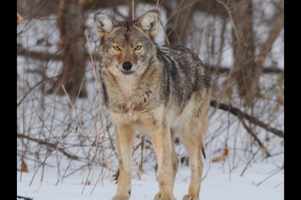 NOTL Local photographer David Gilchrist was being watched by this coyote recently while out for an early morning walk right after a light snowfall.