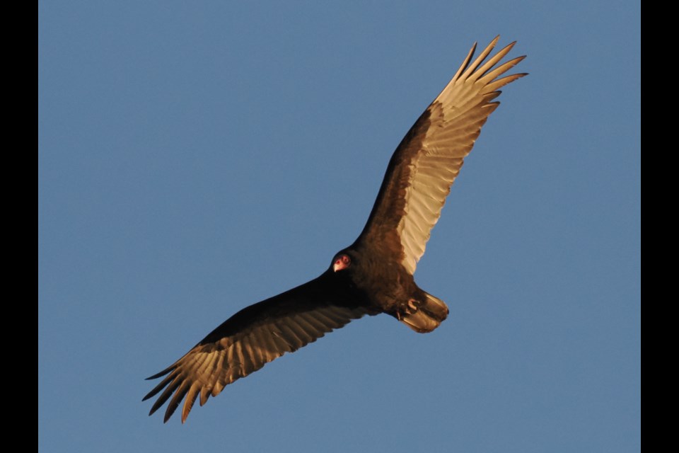 A turkey vulture in flight. 