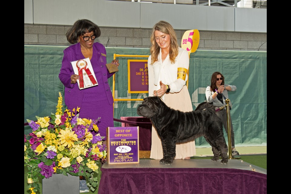 Virgil s 8 Ball is Canada s Top Dog Thorold News