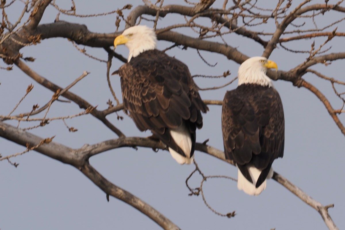 Bald eagles spotted in notl photo gallery thorold news