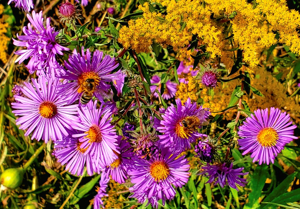pollinator-purple-asters-and-goldenrod