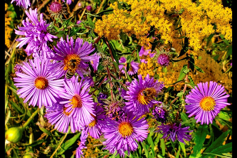 Purple asters and goldenrod are great in pollinator gardens