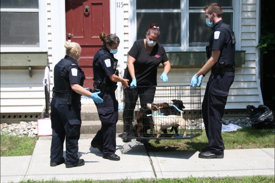 On July 14, more than 150 dogs were removed from the Delater Street house.