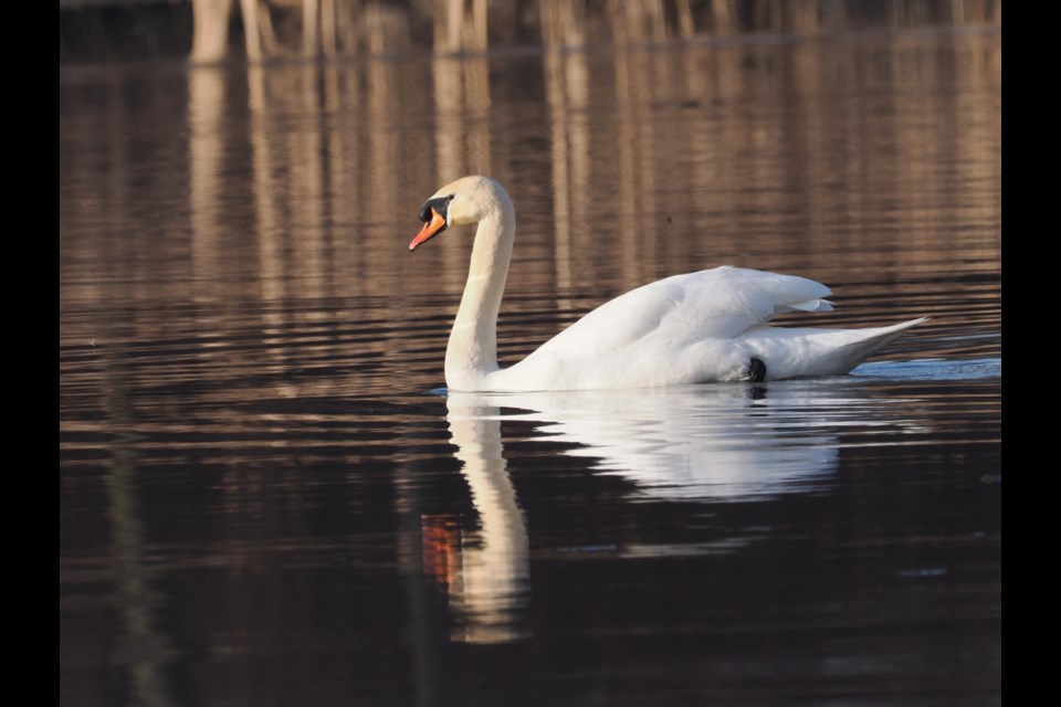 One of two mute swans that live in the area of Four Mile Pond.
