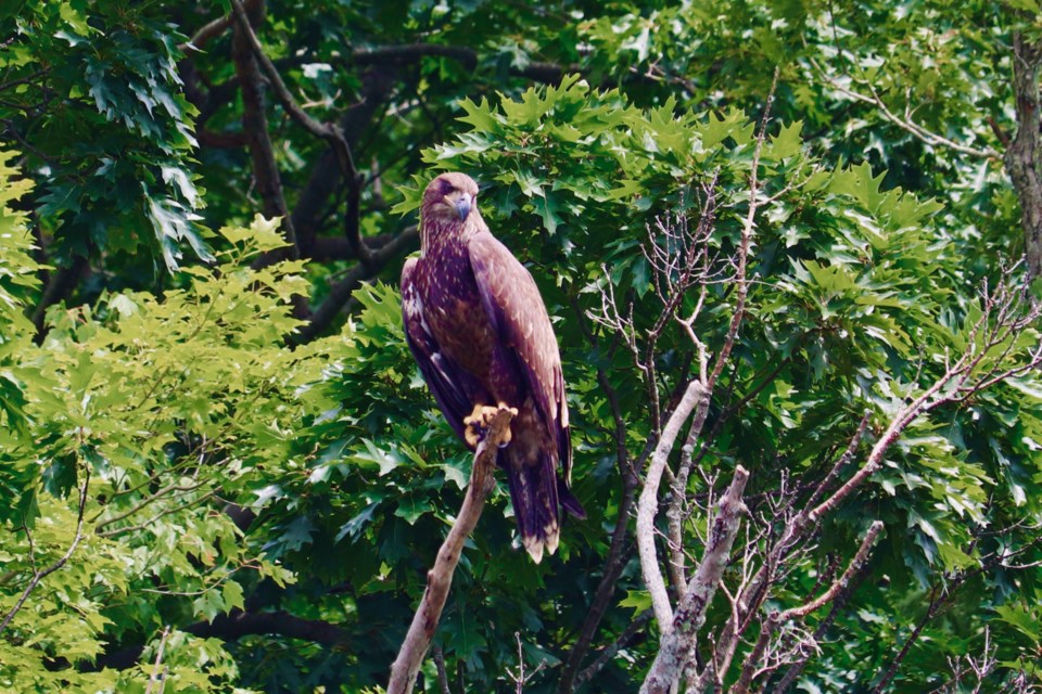A golden eagle, which later had a brief but contentious moment with a bald eagle.