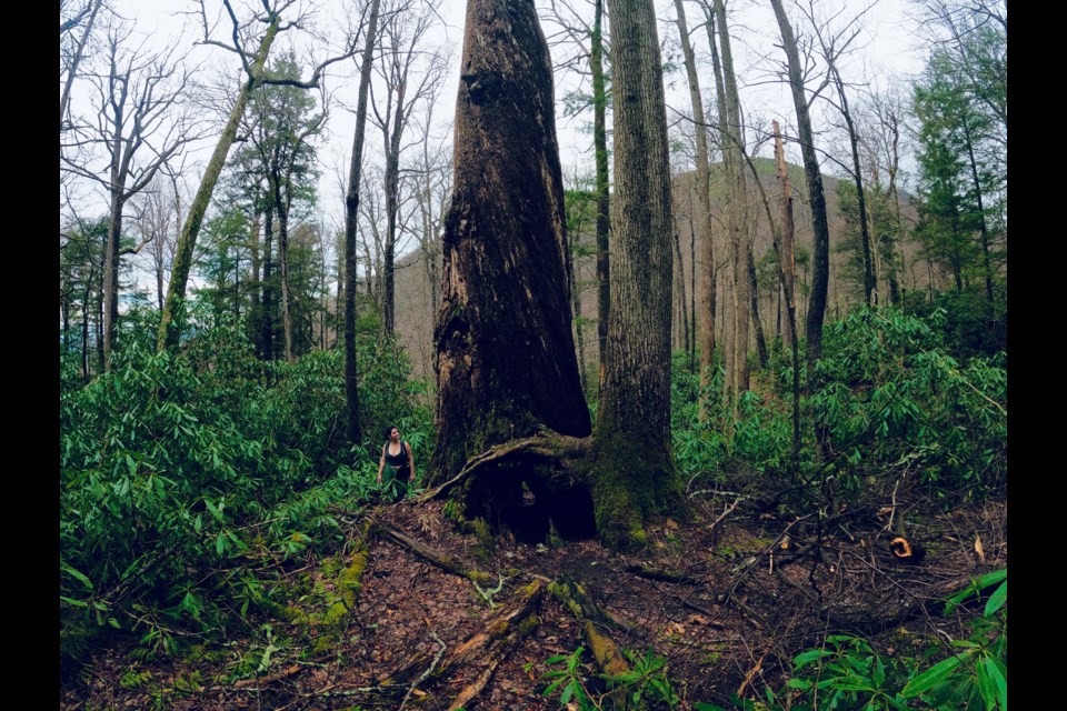 Maria Fratangelo standing adjacent to a tree stump and living tree so big, they can't fit into the picture. Near Gatlinburg, Tennessee, U.S.