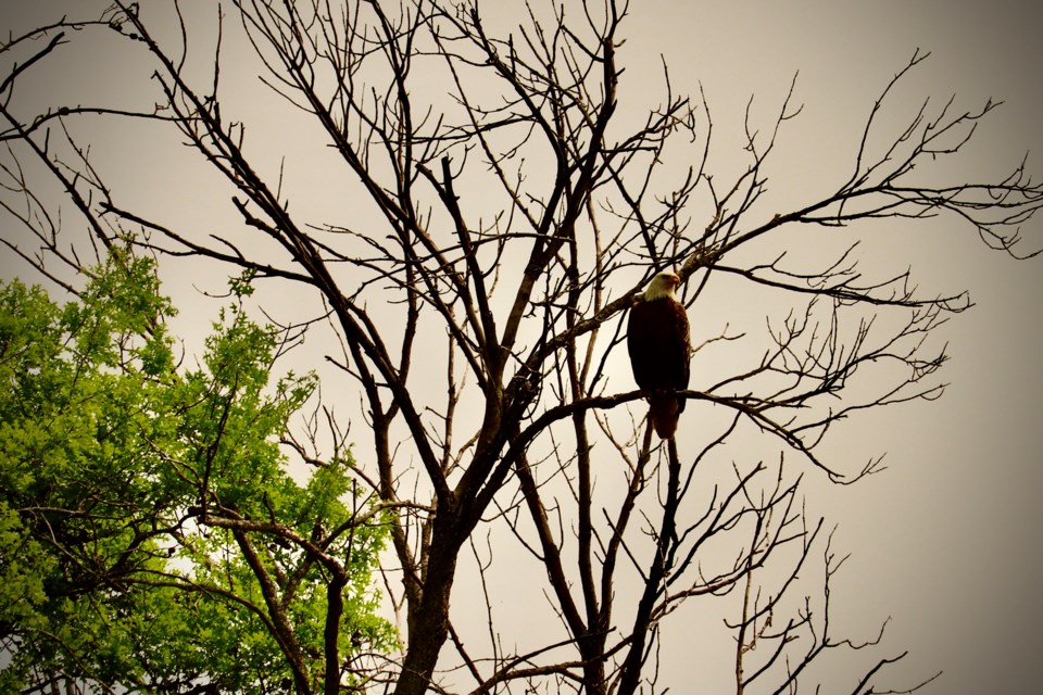 A bald eagle discovered on a creek in Fort Erie was a highlight of a busy week