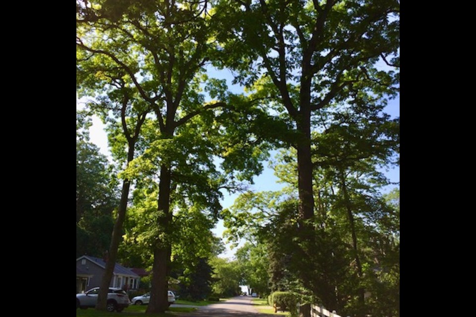 Some of the parent trees of the new ChautauquaOaks.