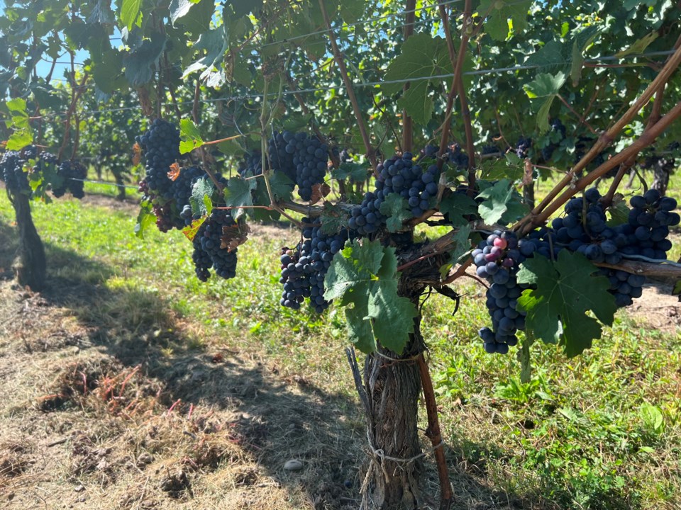 winery-grapes-peller-sharon