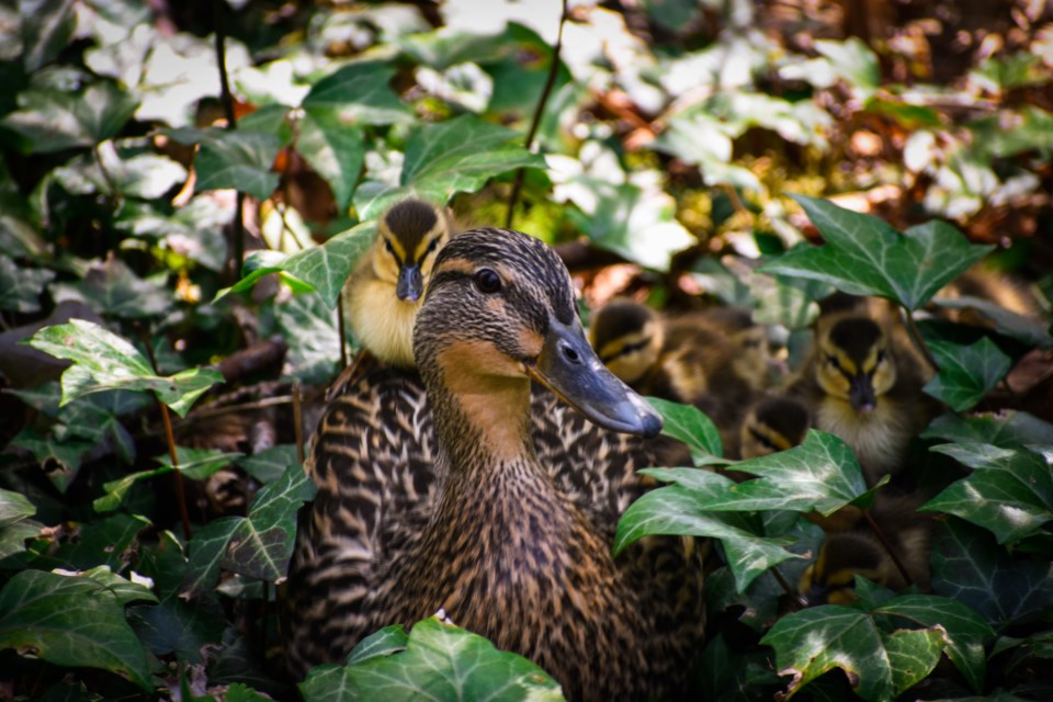 Ambleside ducks 1