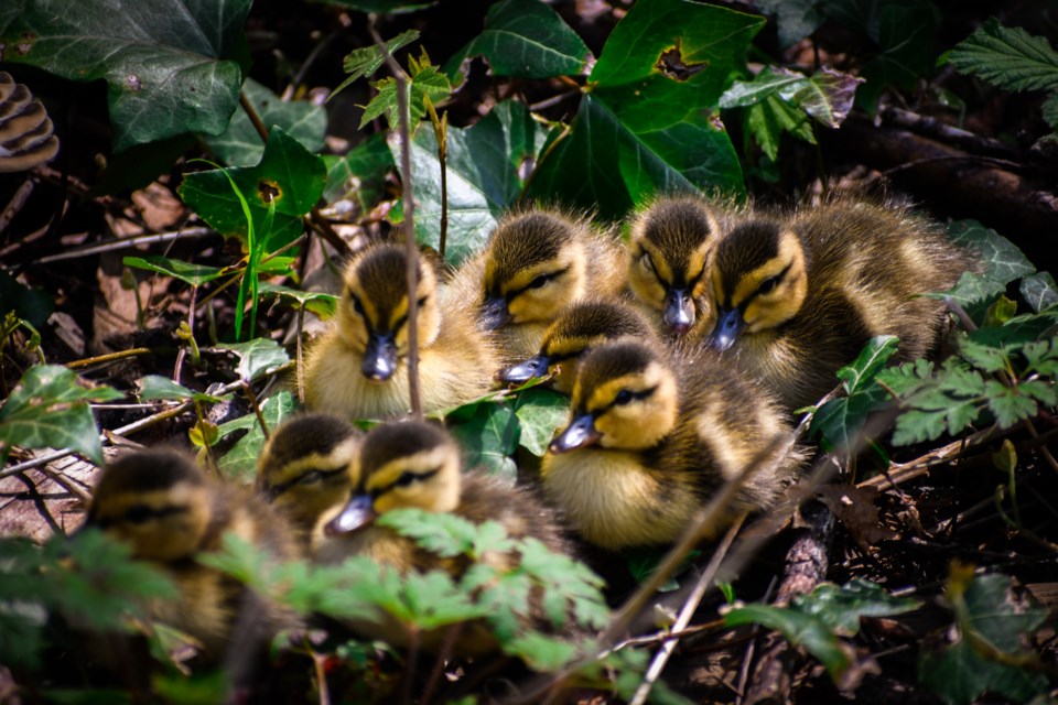 Ambleside ducks 2