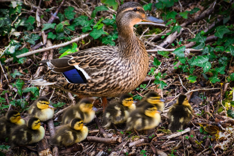 Ambleside ducks 3