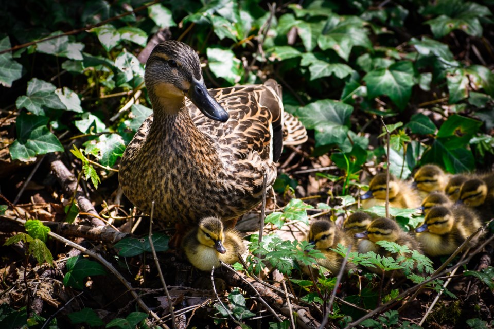 Ambleside ducks 4