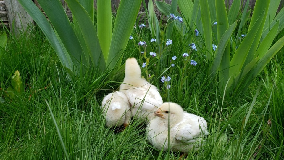 baby chicks