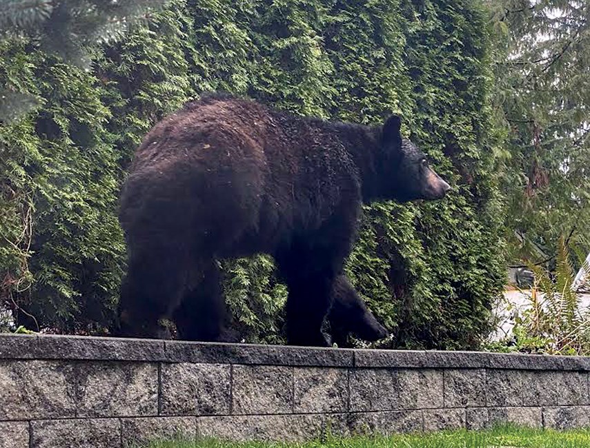 Bear in Edgemont web