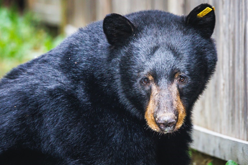 black-bear-robert-davidson-keir