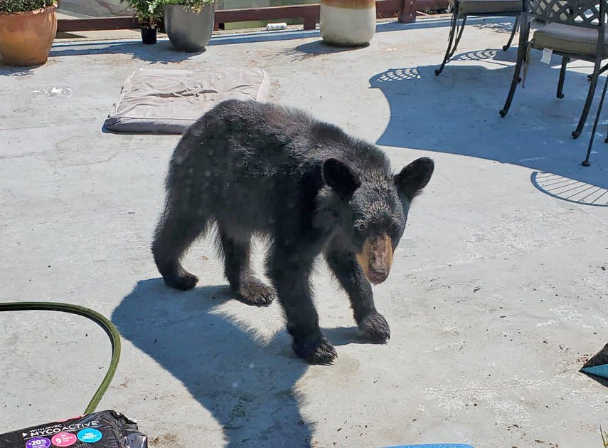 Black bear that enetered home