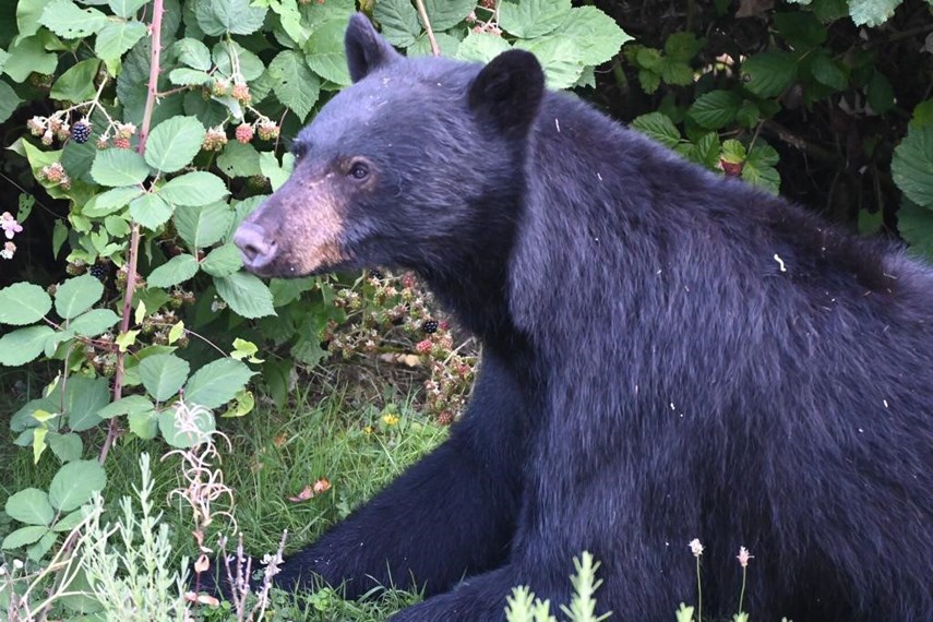 A bear spotted in a North Vancouver backyard in July, 2020.