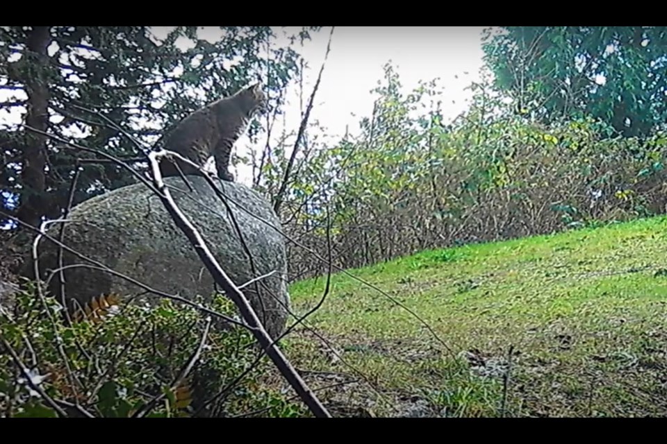 A bobcat and its kittens have been captured at a West Vancouver field thanks to a keen resident and his wildlife cameras.