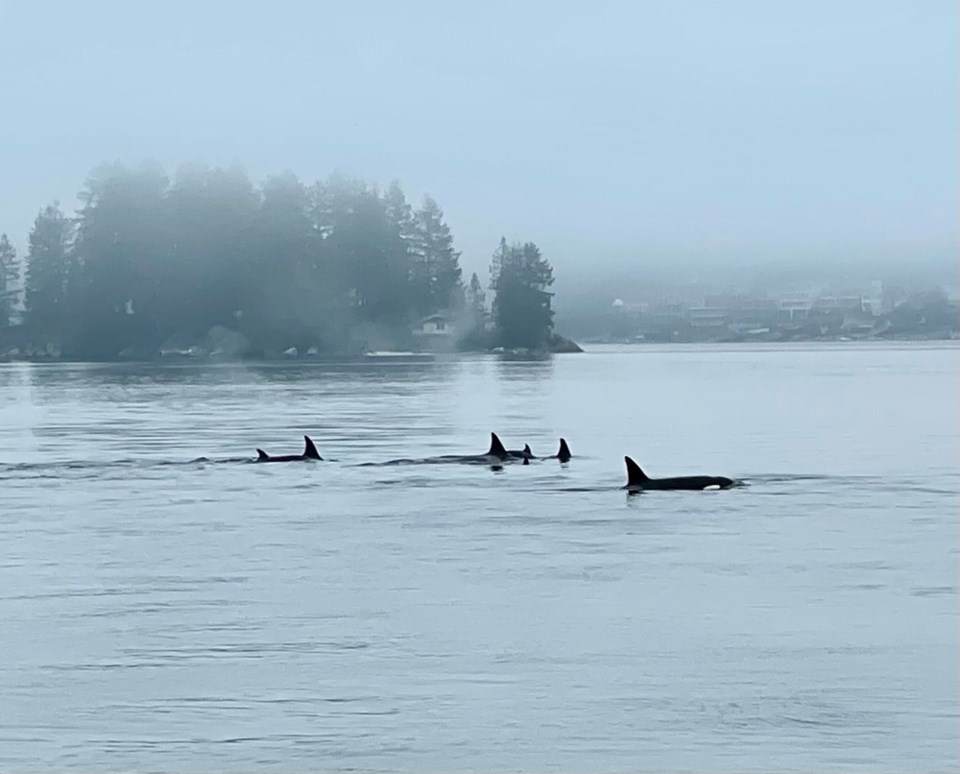 Cates Park Biggs orca whales