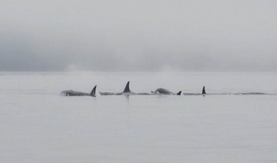Cates park Biggs orca whales3