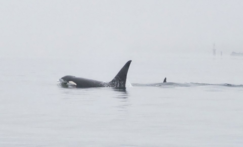 Cates park Biggs whales