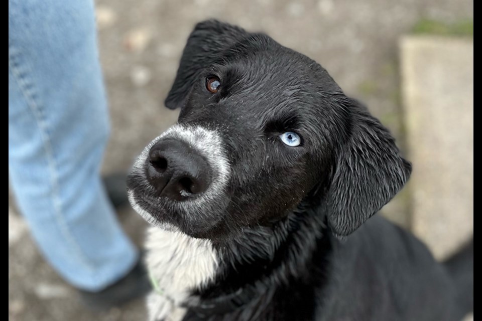 Charlie, a two-year-old rescue, died Oct. 4, 2022 after ingesting a substance found at Lynnmouth Park in North Vancouver. The RCMP are investigating.