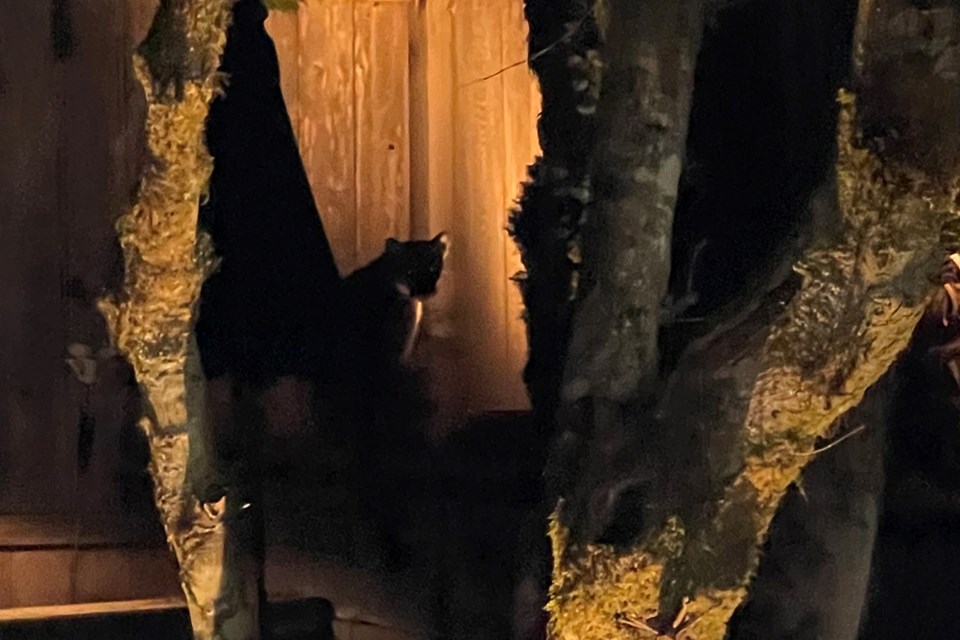 Four cougars were spotted in the backyard of one very surprised Deep Cove resident over the weekend. | Caroline Girbeau Vincent 