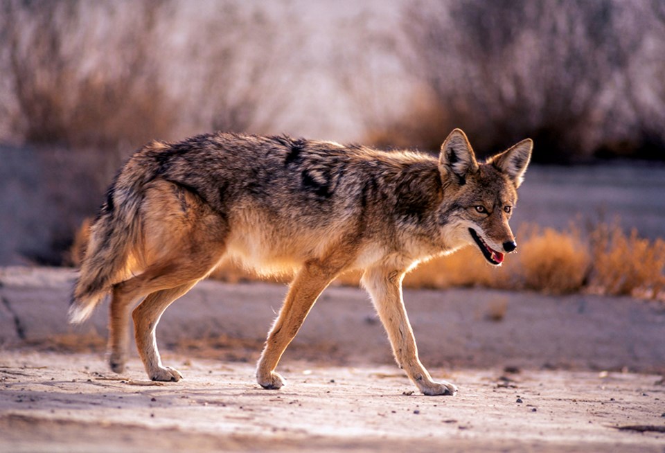 coyotefilepic1000