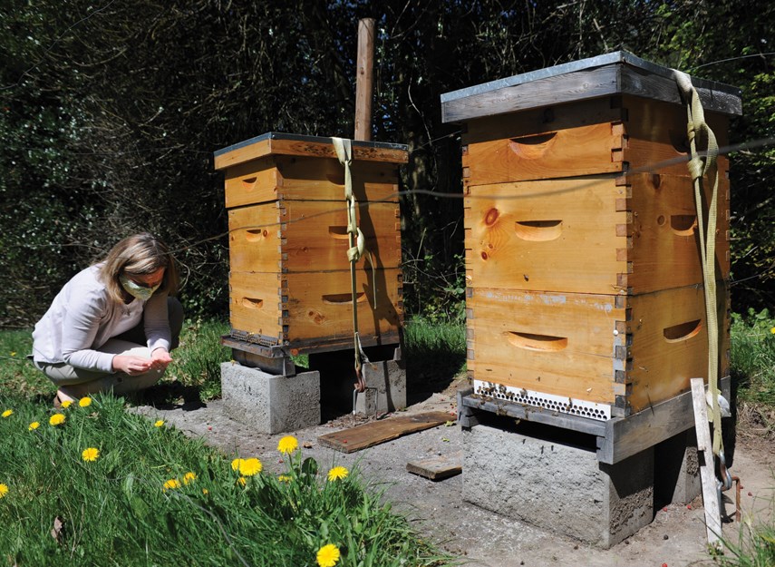 Jitka Holt collects dead bees from outside her North Vancouver hives on April 19, 2021.