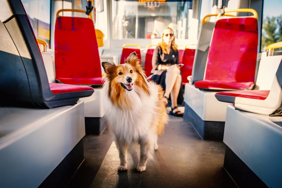 Dog on bus getty images web