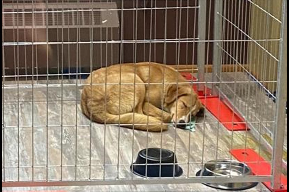 From Kabul to Vancouver: 288 dogs and cats need homes - North Shore News From Kabul to Vancouver: 288 dogs and cats need homes - North Shore News